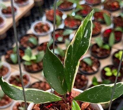 Hoya Pubicalyx Albomarginata (Wax Plant) – Rare Epiphytic Tropical Vine with Variegated Margins for Indoor & Outdoor Display