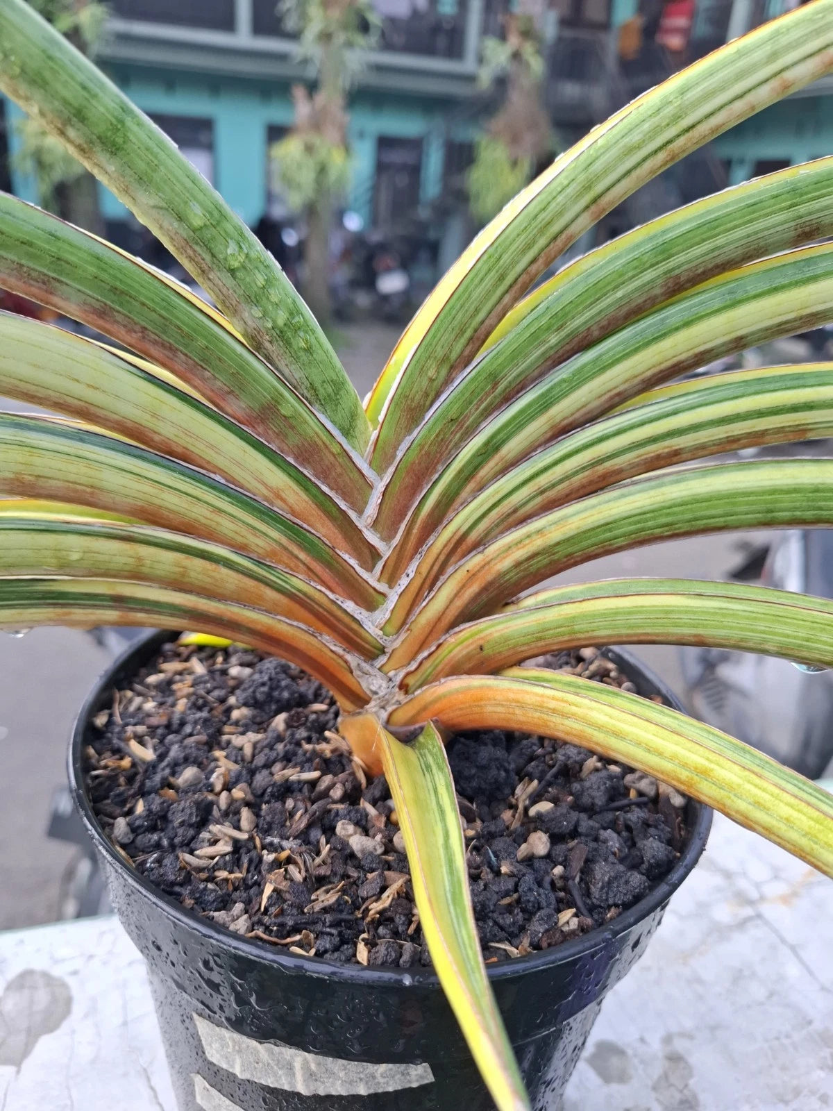 Sansevieria 'Rodesiana' Pink Variegated - Large Specimen Collector’s Plant