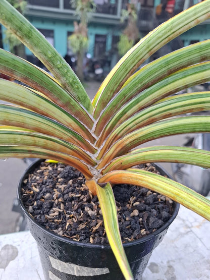 Sansevieria 'Rodesiana' Pink Variegated - Large Specimen Collector’s Plant