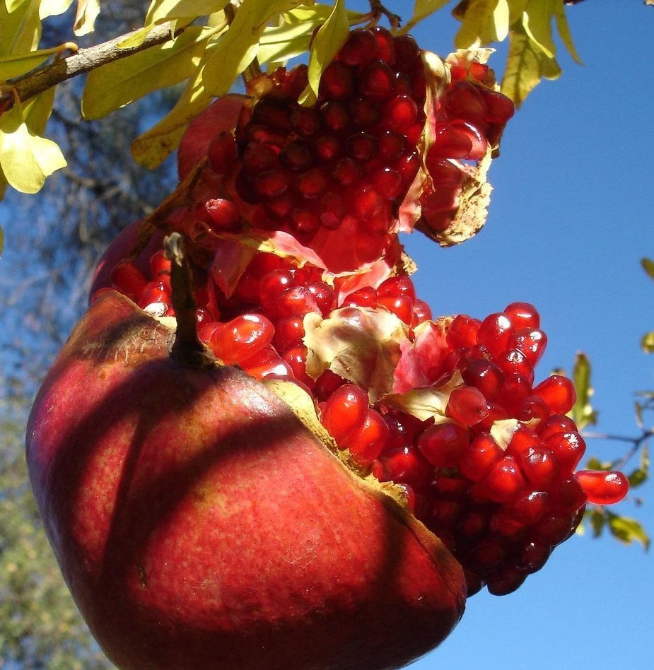 Shisheh Pomegranate Seeds (Punica granatum 'Shisheh') – 100+ Premium Fresh Rare Ultra-Sweet Glass Aril Pomegranate Seeds