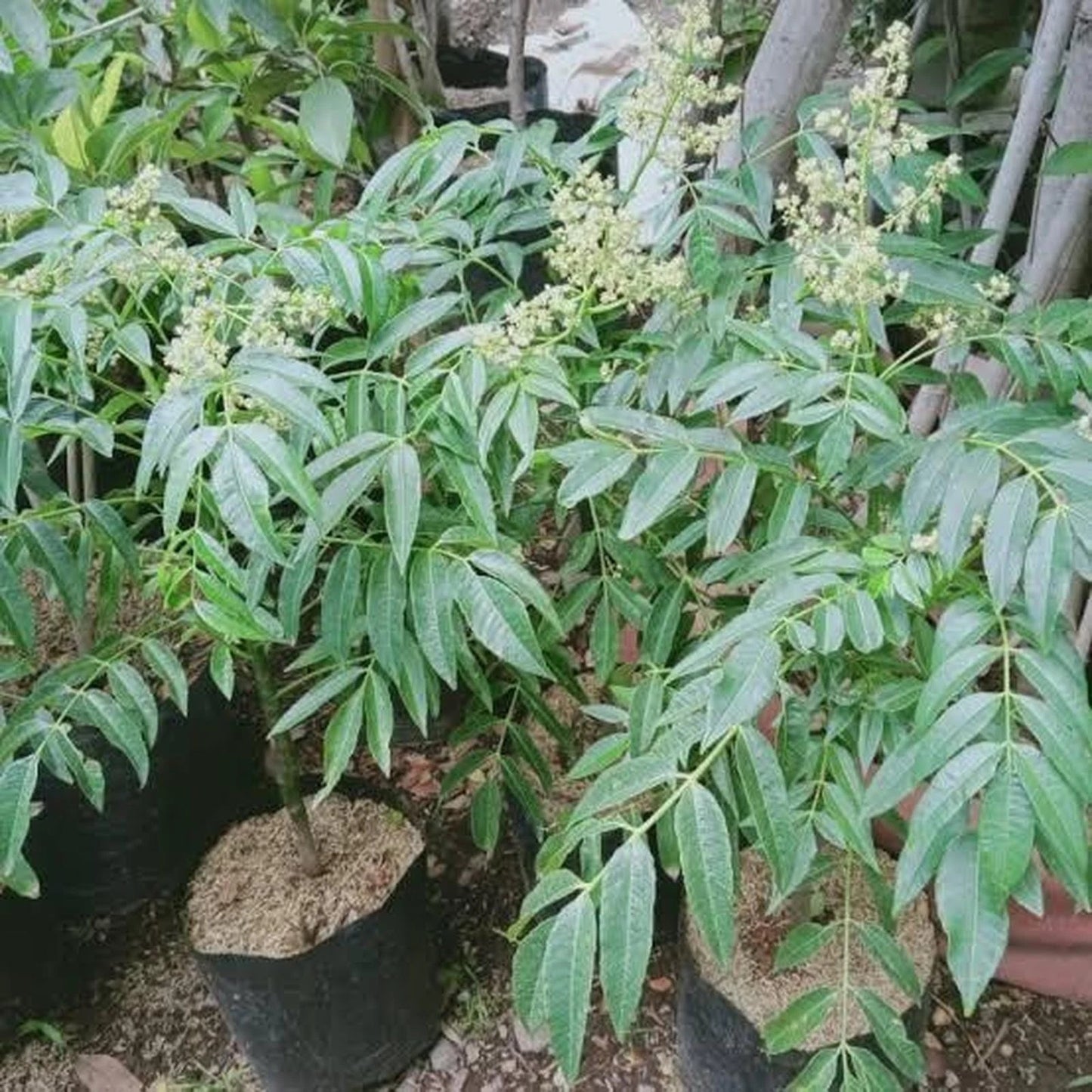 Jumbo Ambarella (Kedondong Jumbo) Seedling – Fast-Growing Tropical Fruit Tree