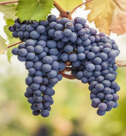 Pinot Noir Grape Seeds (Vitis vinifera) – 100+ Premium Heritage French Red Wine & Table Grape Seeds