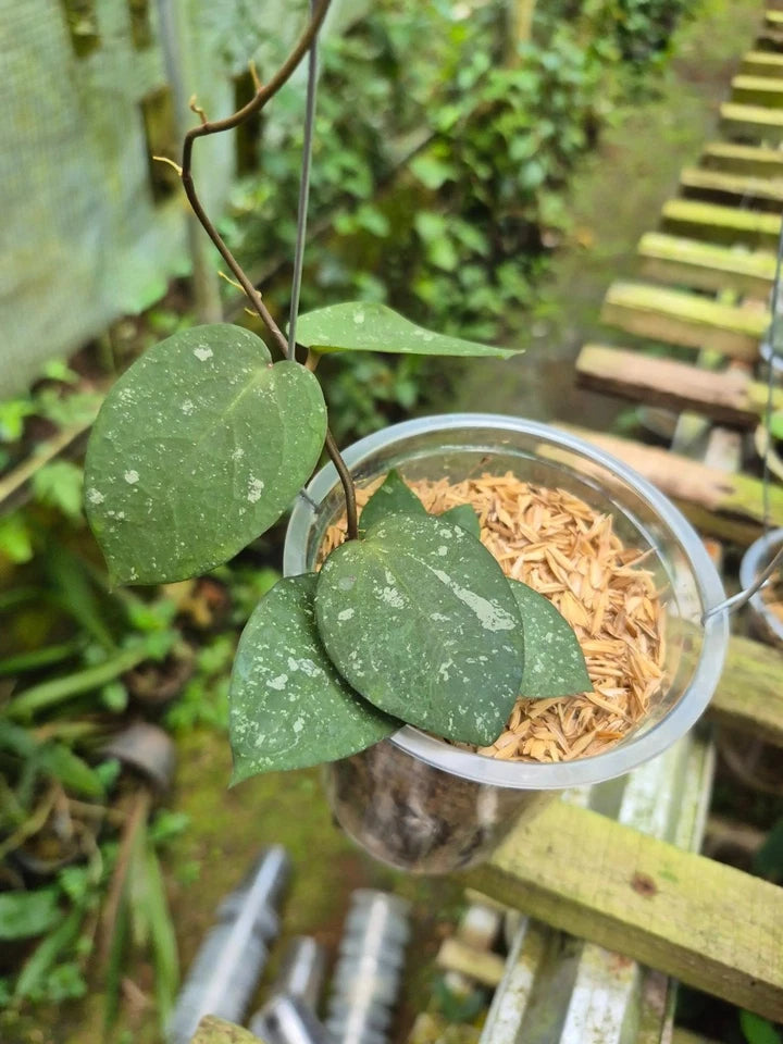 Hoya Verticillata x Imbricata Dark Form Tropical Indor Outdor Wax Plant