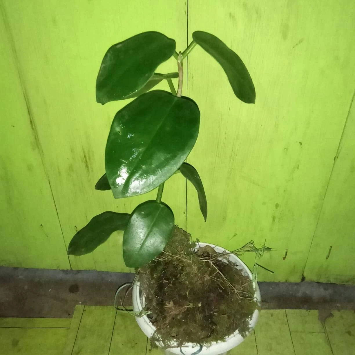 Rare Hoya Ciliata - Premium Black Flower Exotic Tropical Wax Plant