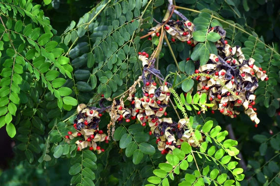Rare Saga Tree Seeds - Fresh Adenanthera pavonina Red Lucky Coral Tree Seeds