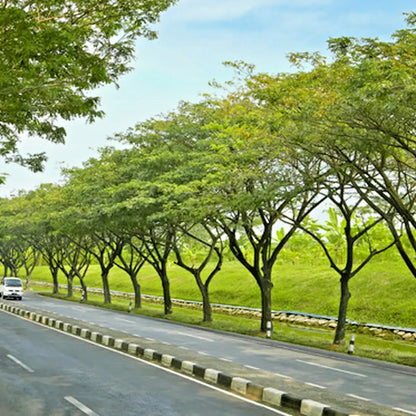 100++ Rain Tree Trembesi Seeds (Samanea saman / Premium Canopy Shade & Nitrogen-Fixing Tree Seeds) – Premium Botanical Specimen Plant Seeds for Planting