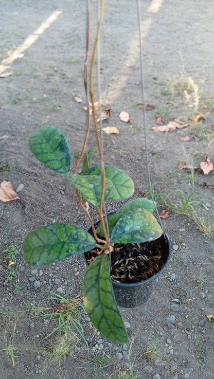 Rare Hoya Callistophylla Obsidian - Premium Dark Vein Exotic Tropical Wax Plant