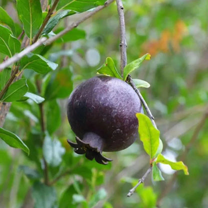 Black Pomegranate Seeds (Punica granatum var. Black Pomegranate) – Rare Dark Ruby Fruit Seeds for Planting (100+ Pcs)