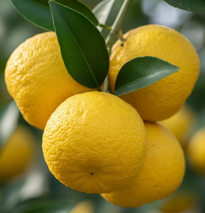 Yuzu Citrus Seeds (Citrus junos) – Premium Certified Rare Citrus Fruit Tree Seeds for Planting