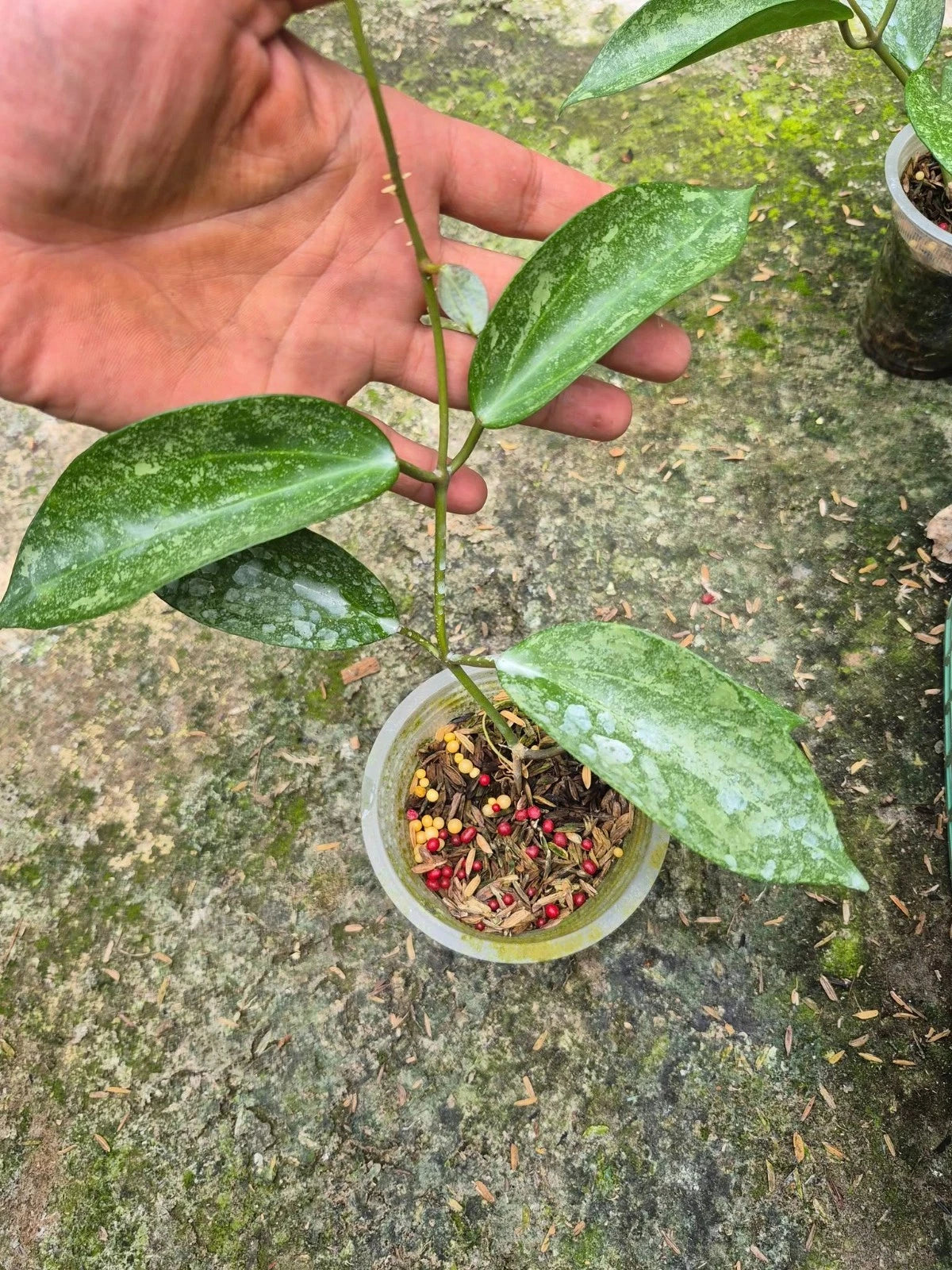 Hoya latifolia 'Rimba Silver' – Rare Tropical Wax Plant