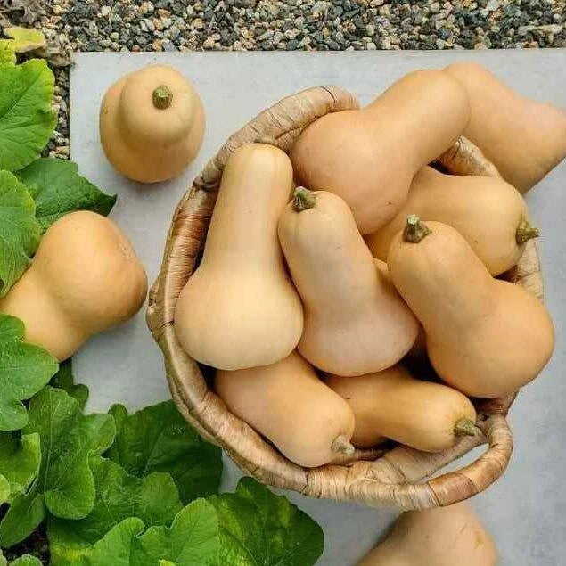 Premium Butternut Squash Seeds (Cucurbita moschata) – 100++ Premium Heirloom Honeynut Squash / Mini Butternut Seeds for Planting