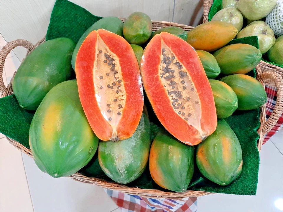 1.000+ Dwarf Red Lady Papaya Seedss (Carica papaya) For Planting