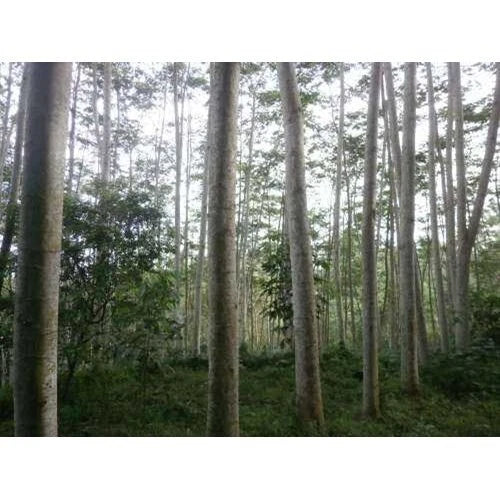 100++ Moluccan Albizia Sengon Seeds (Falcataria moluccana / var. Superior / Paraserianthes moluccana) – Premium Fast-Growing Timber & Forestry Tree Seeds for Planting