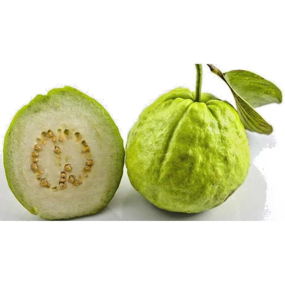 250+ Premium Guava Seeds (Psidium guajava var. White Getas Guava) – Certified Heirloom Tropical Fruit Tree Seeds for Planting