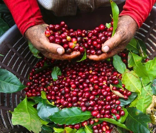 SL9 Coffee Seeds 120 pcs (Coffea sp.) – Premium Certified High-Yield Arabica Coffee Bean Plant Seeds for Planting