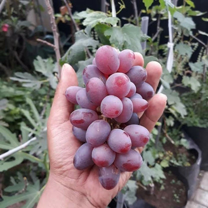 Ninel Grape Seeds 50+ pcs (Vitis vinifera 'Ninel') – Premium Certified Table Grape Vine Plant Seeds for Planting