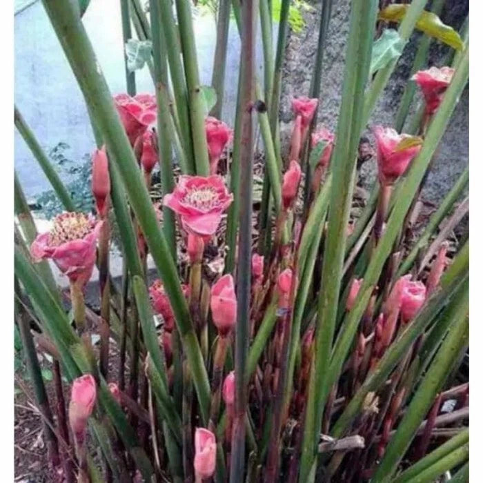 100+ Pink Torch Ginger Seeds (Etlingera elatior) | Tropical Flower Plant | Exotic Ornamental Ginger