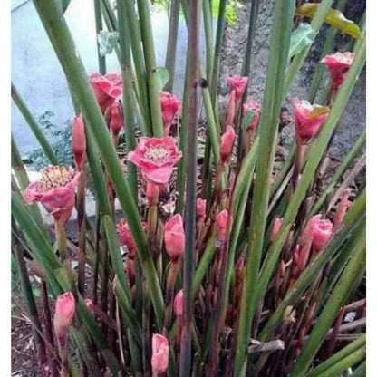 100+ Pink Torch Ginger Seeds (Etlingera elatior) | Tropical Flower Plant | Exotic Ornamental Ginger