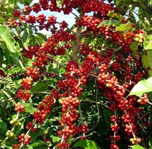 120+ Andungsari Coffee Seeds (Coffea sp.) – Premium Certified Heirloom Coffee Bean Seeds for Planting