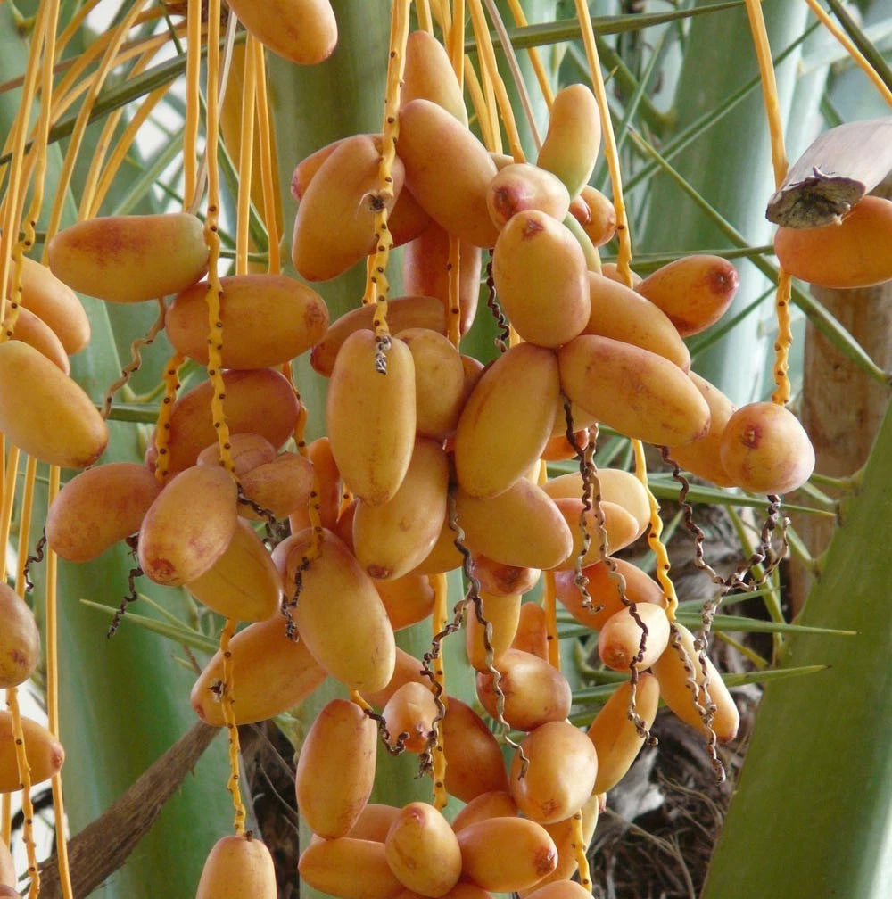Halawi Dates Palm Seeds (Phoenix dactylifera var. Halawi) – Premium Sweet Soft Desert Date Fruit Tree Seeds for Planting (35 Pcs)