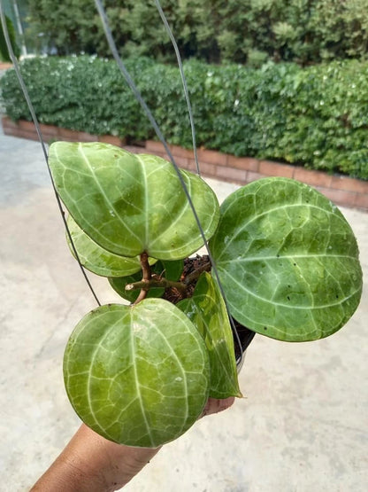 Hoya Sarawak Cream Rare Tropical Indoor Outdoor Wax Plant Seeds / Cuttings (Hoya sp.) – Premium Certified Waxflower Plant for Planting