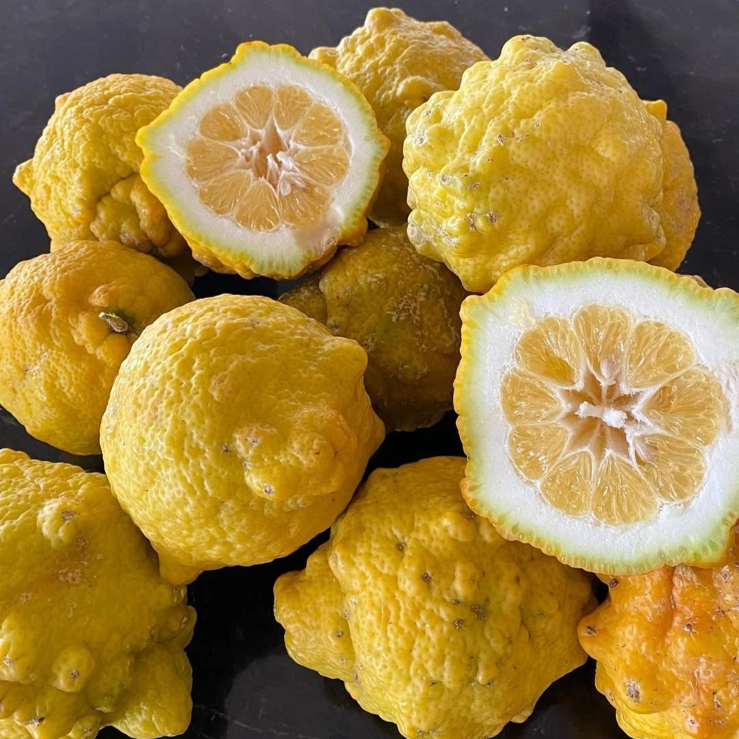 Jambhiri Lemon Seeds 100+ pcs (Citrus jambhiri) – Premium Certified Rough Lemon Citrus Tree Plant Seeds for Planting