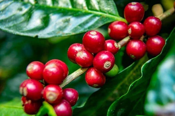 TRS1 Coffee 300+ Seeds (Coffea canephora var. TRS1) – Bulk Special Robusta Coffee Beans for Planting and Cultivation