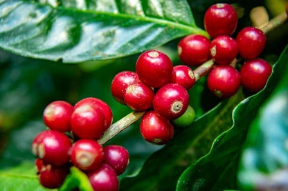 TRS1 Coffee 300+ Seeds (Coffea canephora var. TRS1) – Bulk Special Robusta Coffee Beans for Planting and Cultivation