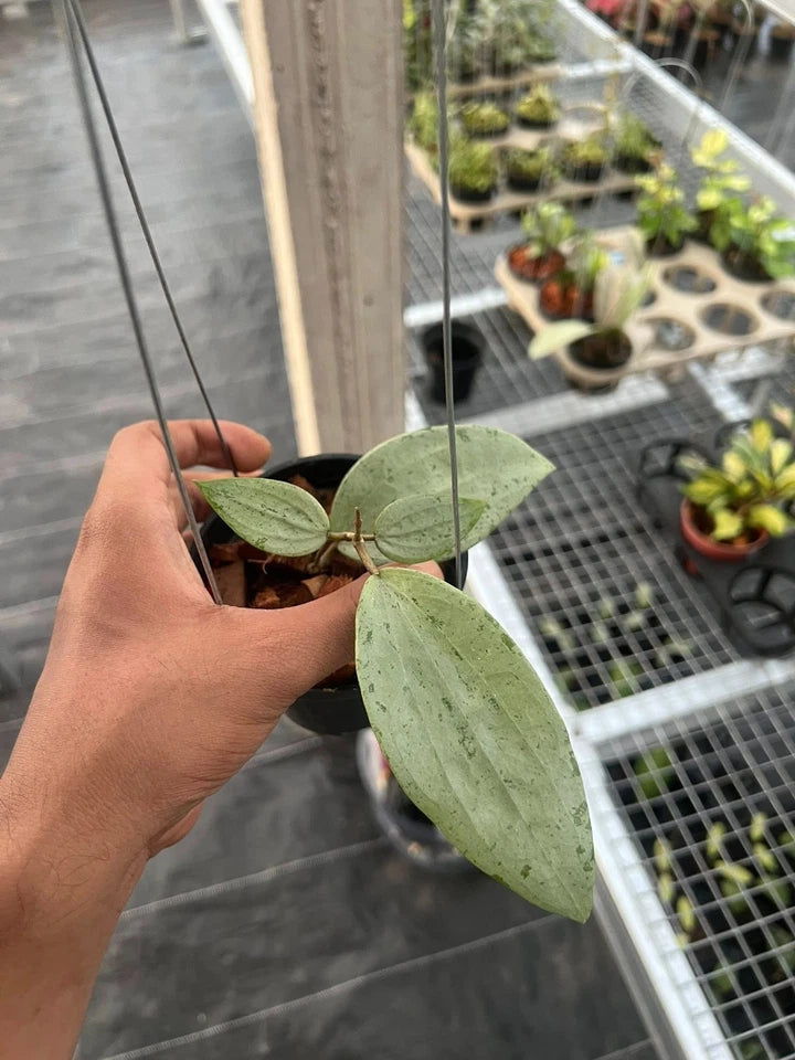 Hoya Glabra Silver Gin | Rare Hoya Plant | Silver Leaf Wax Plant | Tropical Indoor Houseplant