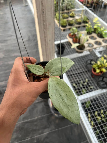 Hoya Glabra Silver Gin | Rare Hoya Plant | Silver Leaf Wax Plant | Tropical Indoor Houseplant