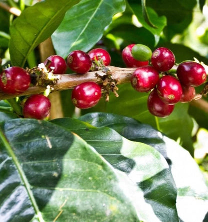 Geisha Brazilian Coffee Seeds (Coffea arabica) – 120+ Premium Certified Gesha Coffee Seeds for Planting