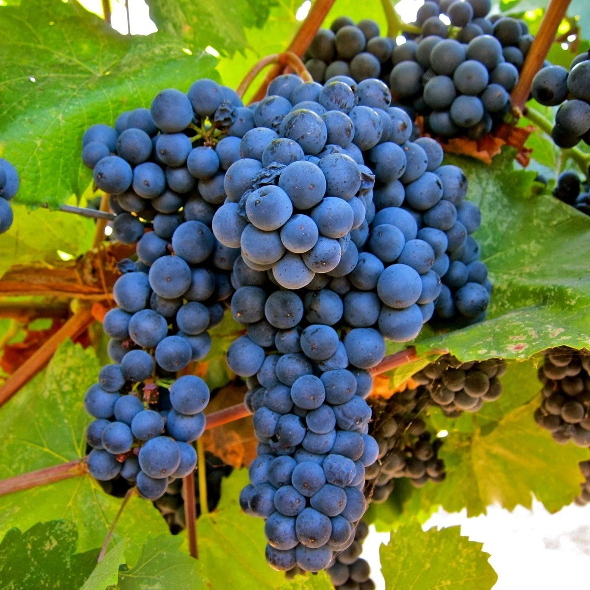 Montreal Blue Grape Seeds (Vitis vinifera / 100+ Premium Cold-Hardy Sweet Table Grape Seeds) – Premium Exotic Botanical Specimen Plant Seeds for Planting