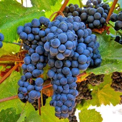Montreal Blue Grape Seeds (Vitis vinifera / 100+ Premium Cold-Hardy Sweet Table Grape Seeds) – Premium Exotic Botanical Specimen Plant Seeds for Planting