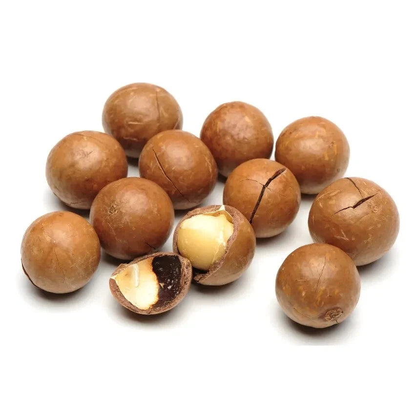 Macadamia Nut (Macadamia integrifolia) – 1000+ Premium Seeds King of Nuts for Planting