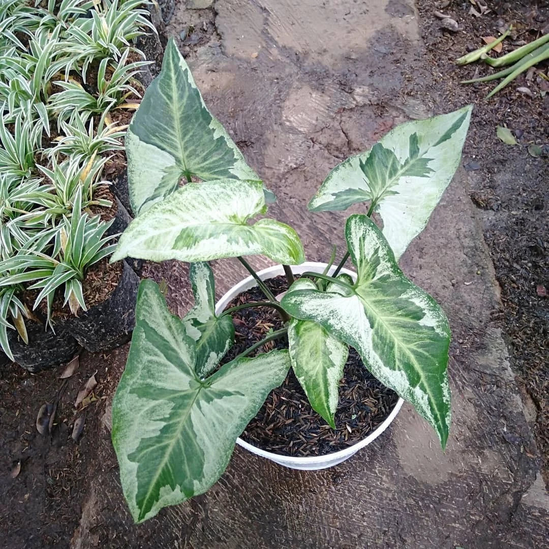 Syngonium 'Three Kings' - Rare & Striking Tropical Houseplant