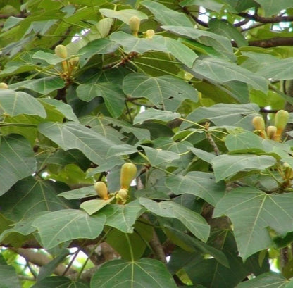 Balsa Tree Seeds (Ochroma pyramidale / 100+ Fast-Growing Lightweight Hardwood Timber Seeds) – Premium Exotic Botanical Specimen Plant Seeds for Planting