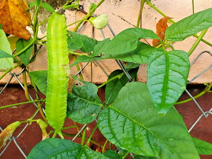Green Winged Bean Seeds (Psophocarpus tetragonolobus 'Kecipir') – 250+ Premium Fresh Heirloom Green Winged Bean Seeds