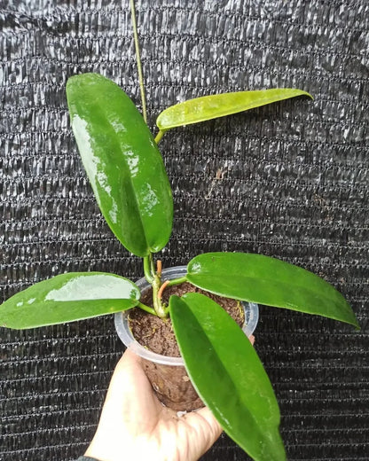 Hoya archboldiana Pink (Papua) – Rare Tropical Wax Vine