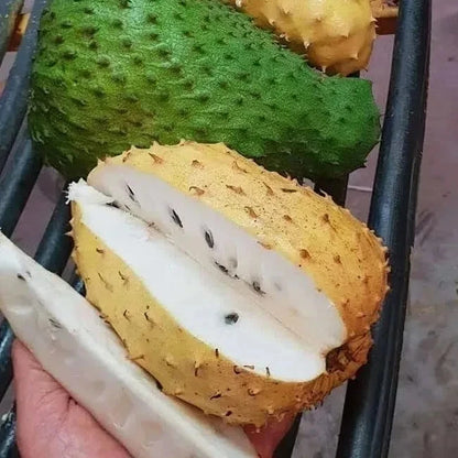 Organic Soursop Seeds var. Golden Soursop (Annona muricata) – Premium Golden Guanabana Fruit Seeds for Planting (100+ Pcs)