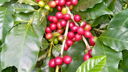 Bourbon French Mission Coffee Seeds (Coffea arabica) – 120 Premium Certified East African Arabica Seeds for Planting