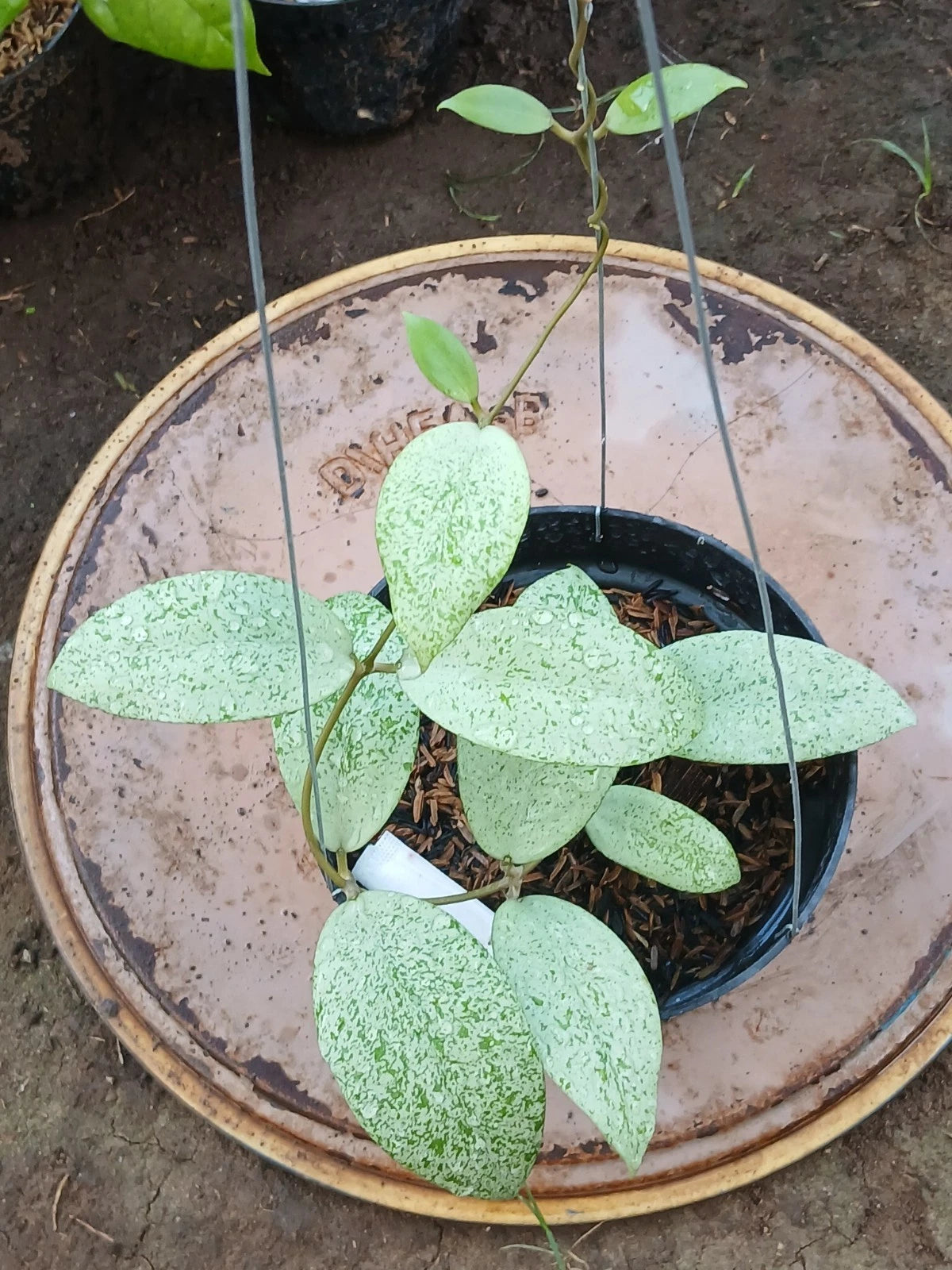 Hoya sp. ‘Warok Silver’ | Rare Tropical Wax Plant | Silver Leaf Hoya | Indoor Outdoor Collector Plant