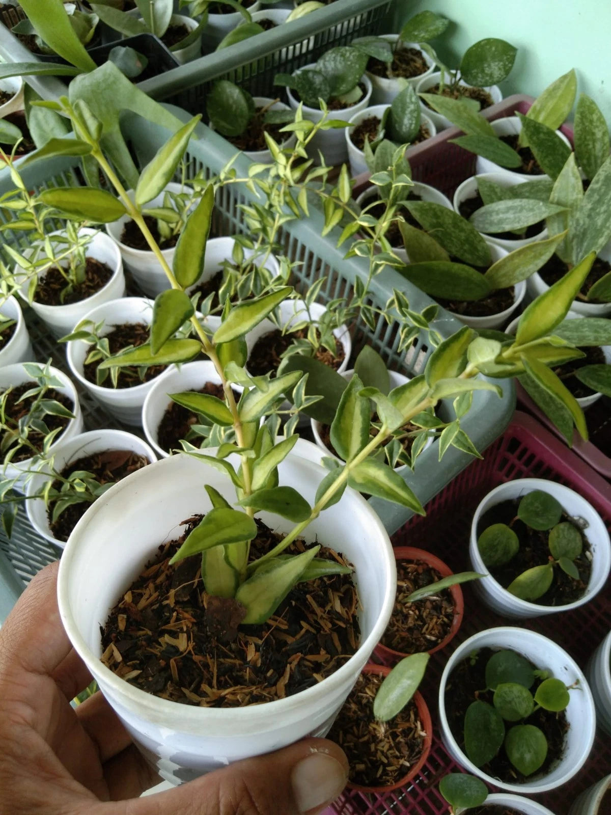 Hoya Bella Luis Bois Wax Plant | Tropical Indoor Outdoor Hoya | Live Flowering Houseplant