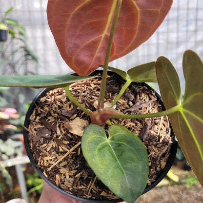 Anthurium Dressleri Medium Size Rare Plant | Tropical Indoor Outdoor Aroid | Collector Houseplant