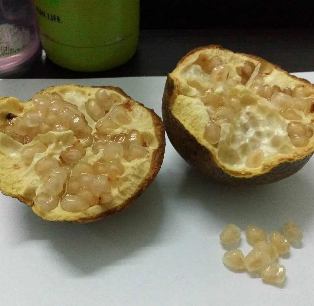 White Pomegranate Seeds (Punica granatum / 100+ Rare Crystal-Clear Aril Fruit Tree Seeds) – Premium Exotic Botanical Specimen Plant Seeds for Planting