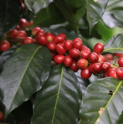 San Ramon Coffee Seeds (Coffea arabica var. San Ramon) – Rare Dwarf Gourmet Coffee Bean Seeds for Planting (120 Pcs)