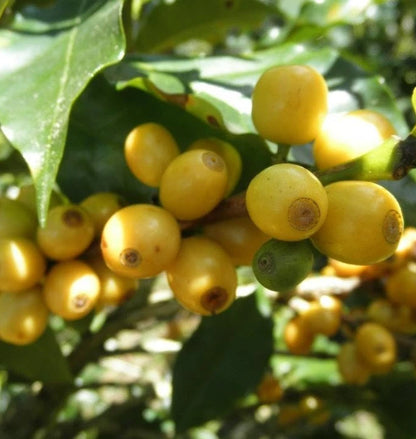 Catuai Yellow Coffee Seeds (Coffea arabica) – 120+ Premium High-Yield Yellow Catuai Arabica Seeds for Planting