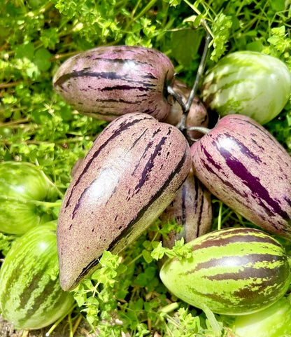 Purple Pepino Melon Seeds (Solanum muricatum 'Purple') – 100+ Premium Fresh Exotic Sweet Purple Pepino Melon Seeds