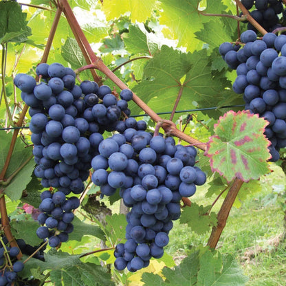 Montreal Blue Grape Seeds (Vitis vinifera) – 100 Premium Northern Blue Table Grape Seeds