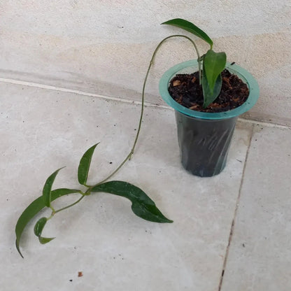 Hoya chlorantha Rare Tropical Wax Plant (1+ Rare Exotic Epiphytic Vine Specimen) – Premium Live Botanical Plant for Indoor Growing & Collectors