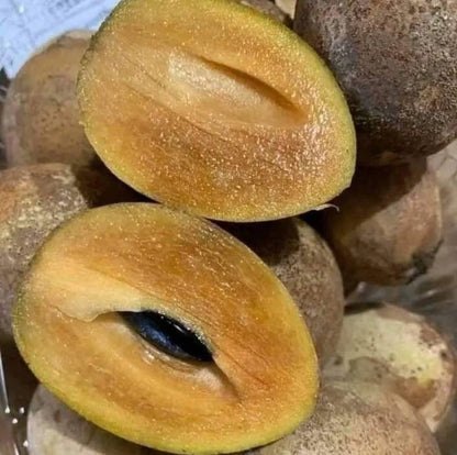 Makok Dwarf Sapodilla Seeds (Manilkara zapota) – 35+ Premium Compact Sweet Chikoo Seeds